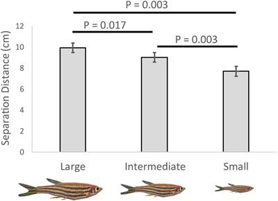 Zebrafish Neighbor Distance Changes Relative to Conspecific Size, Position in the Water Column, and the Horizon: A Video-Playback Experiment